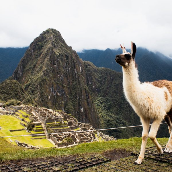 Llama - Machu Picchu
